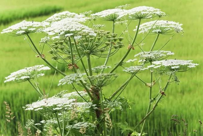 Fleur : Berce du Caucase