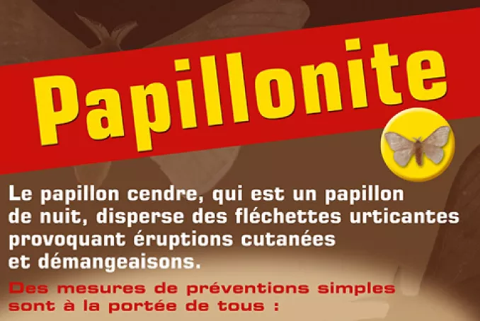 papillonite actu