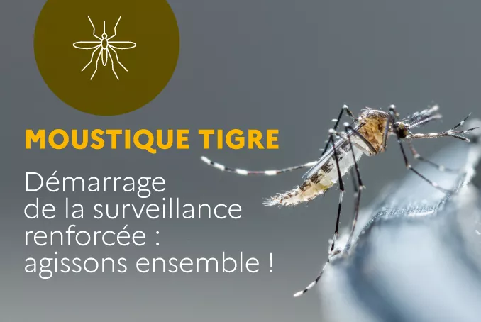 Moustique tigre Démarrage de la surveillance renforcée : agissons ensemble !